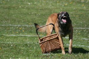 Resource Guarding / Food Aggression - Dog Training Fresno Board ...