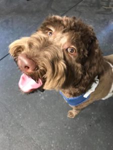 Housetraining an Adult Dog Potty Training for the Stubborn Dog Dog Training Fresno Board and Train