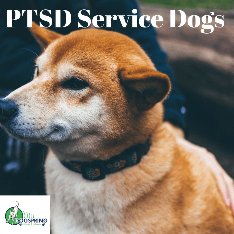 PTSD Service Dogs Promising New Study Dog Training Fresno Board and Train